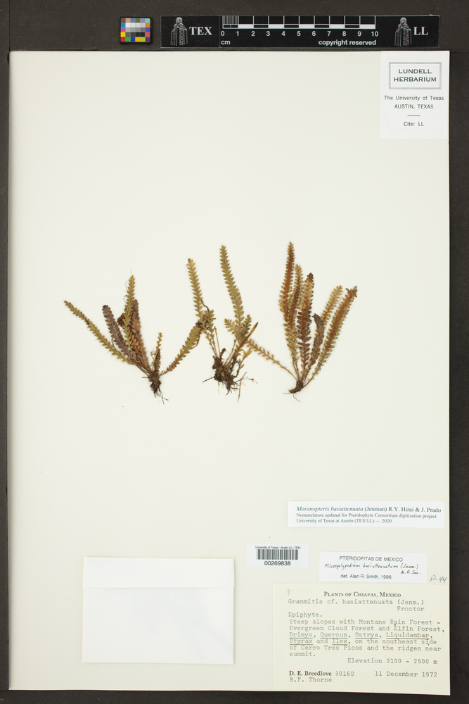 Micropolypodium basiattenuatum image