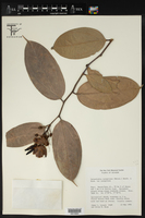 Cavendishia tarapotana var. tarapotana image