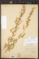 Sphaeralcea lobata image