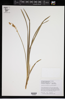 Liriope graminifolia image