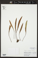 Pleopeltis polylepis var. polylepis image