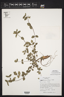 Euphorbia biformis image