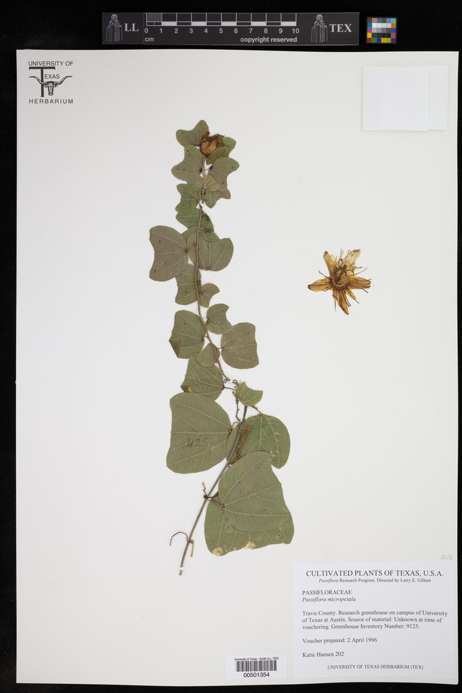 Passiflora micropetala image