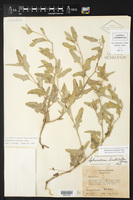 Sphaeralcea hastulata image