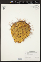 Opuntia × curvispina image