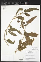 Solanum tampicense image