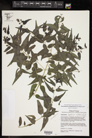 Koanophyllon solidaginifolium image