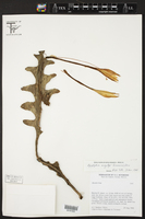 Epiphyllum anguliger image