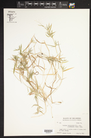Panicum lindheimeri image