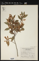 Vaccinium leucanthum image