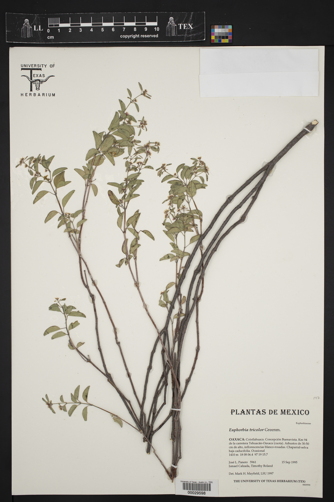 Euphorbia tricolor image