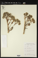 Image of Aeonium ciliatum