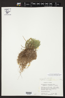 Selaginella corallina image