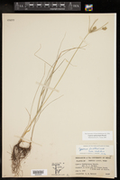 Cyperus sphaerolepis image