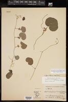 Rhynchosia americana image