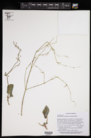 Anulocaulis eriosolenus image