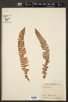 Polystichum lonchitis image