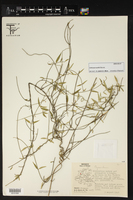 Orthosia angustifolia image