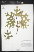 Quercus buckleyi image