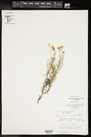 Thymophylla tenuiloba var. tenuiloba image