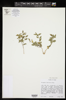 Image of Hebecarpa ovatifolia