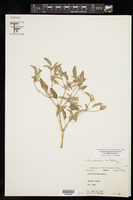 Croton lindheimerianus image