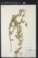 Image of Oenothera falfurriae