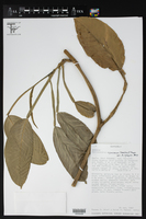 Philodendron rojasianum image