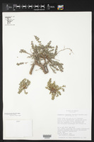 Euphorbia johnstonii image