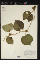 Matelea cyclophylla image