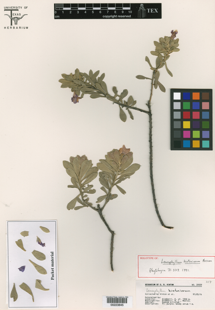 Leucophyllum hintoniorum image