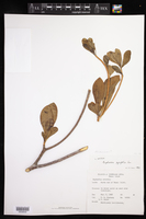 Euphorbia pyrifolia image