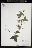 Passiflora amethystina image