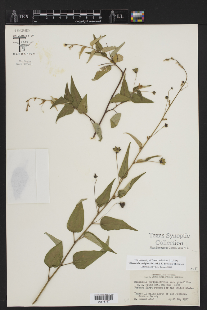 Wissadula periplocifolia image