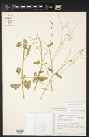 Cyphomeris crassifolia image