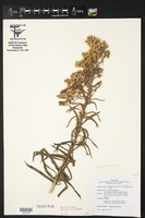 Solidago sempervirens subsp. mexicana image