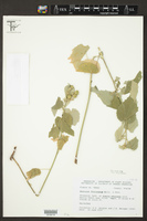 Abutilon fruticosum image