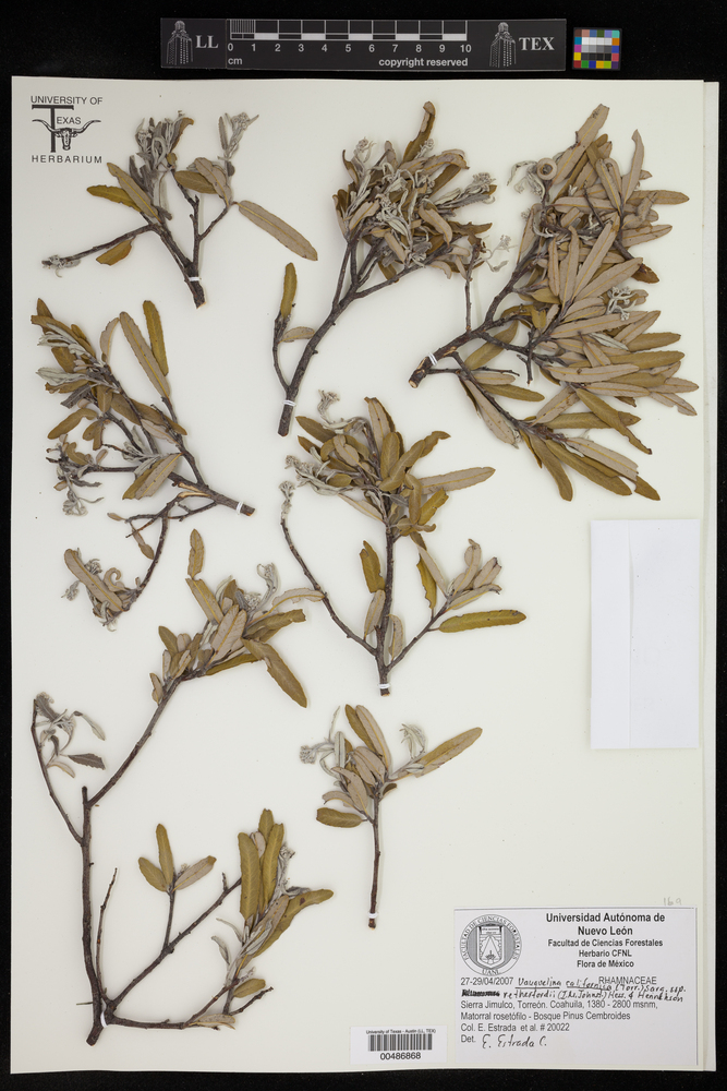 Vauquelinia californica subsp. retherfordii image