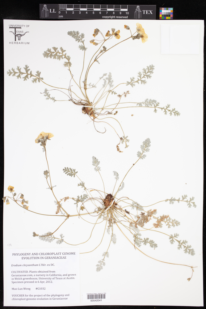 Erodium chrysanthum image