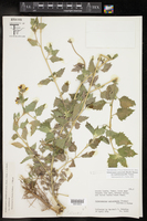 Sclerocarpus uniserialis var. austrotexanus image