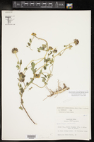 Sclerocarpus uniserialis var. austrotexanus image
