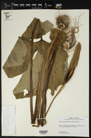 Xanthosoma hoffmannii image