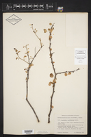 Euphorbia californica image