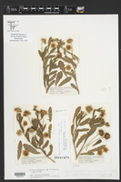 Aphanostephus skirrhobasis var. thalassius image