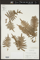 Polypodium hispidulum image