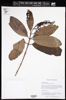 Image of Vochysia vismiifolia