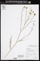 Hypochaeris albiflora image