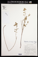 Image of Phyllanthus lindbergii