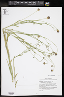 Helenium elegans var. amphibolum image