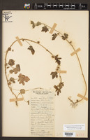 Modiola caroliniana image